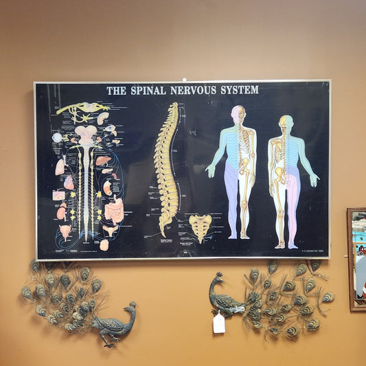 "The Spinal Nervous System" Medical Wall Decor